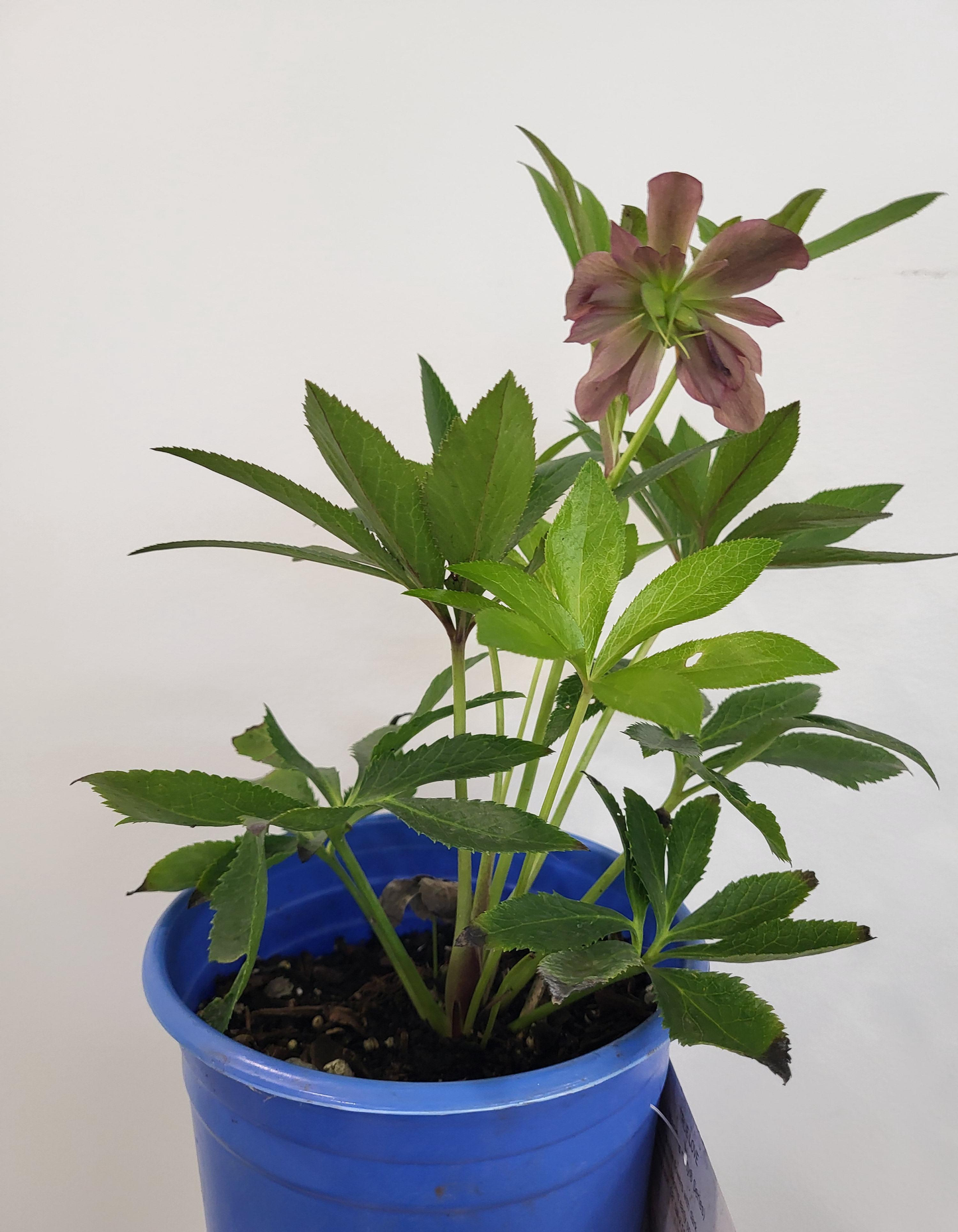 Helleborus 'True Love' - Lenten Rose, Hellebore
