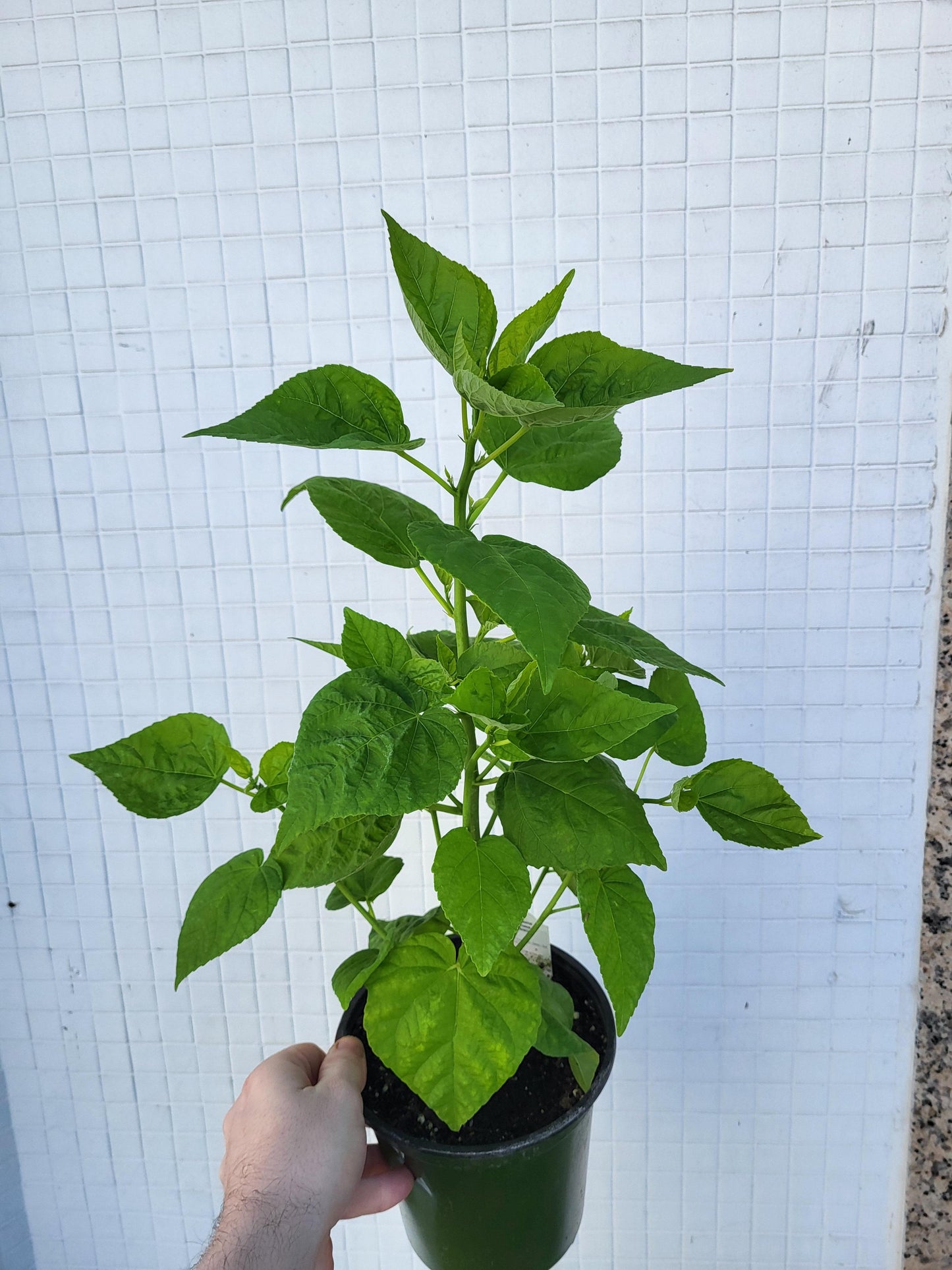 Hibiscus moscheutos 'Luna Red' - Rose Mallow