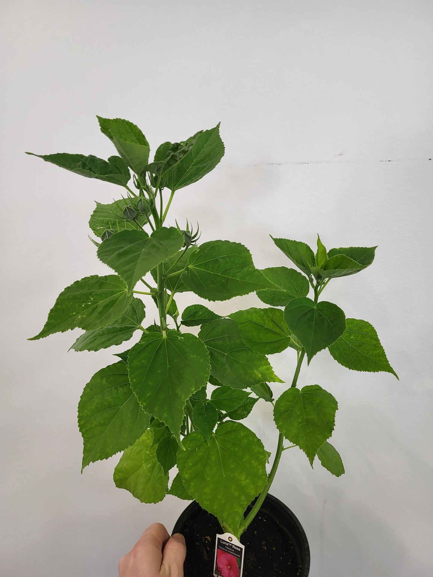Hibiscus moscheutos 'Luna Rose' - Rose Mallow