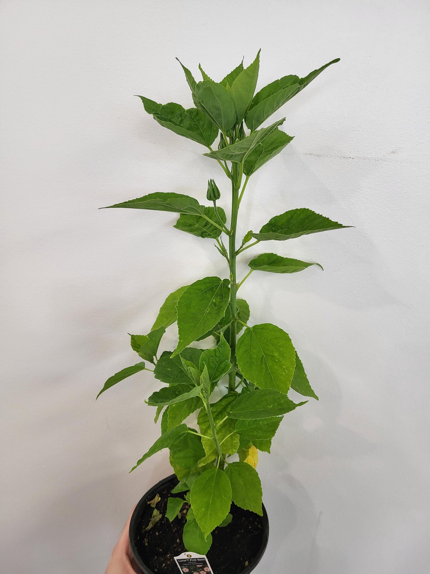 Hibiscus moscheutos 'Luna Pink Swirl' - Rose Mallow