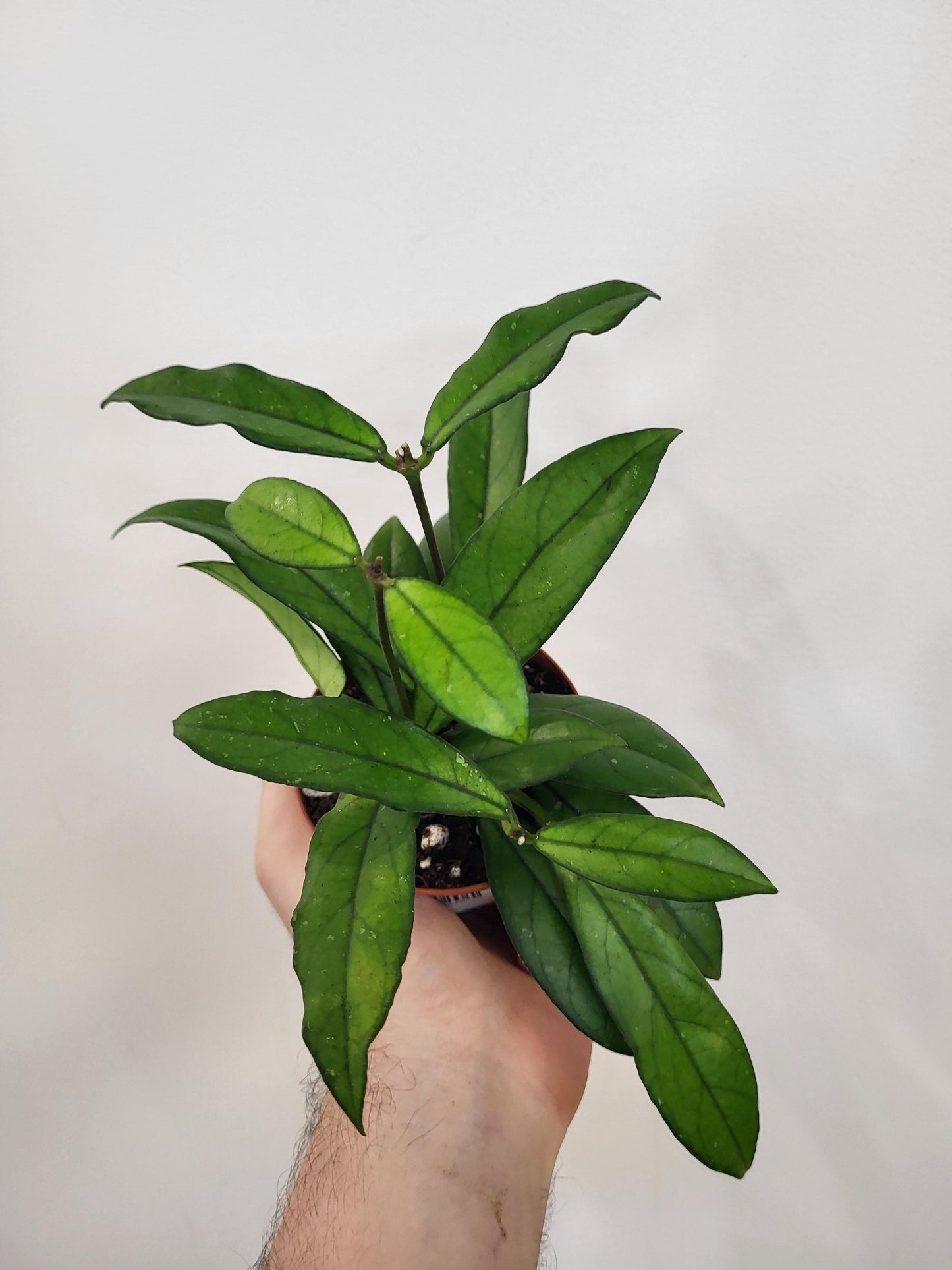 Hoya crassipetiolata