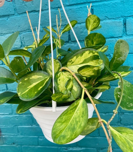Hoya australis 'Lisa' Hanging Basket