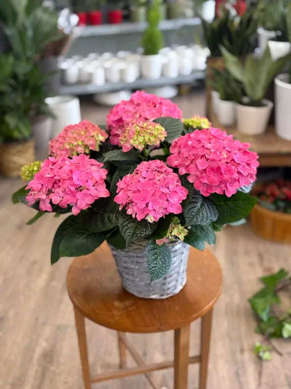 Hydrangea - Assorted Colors