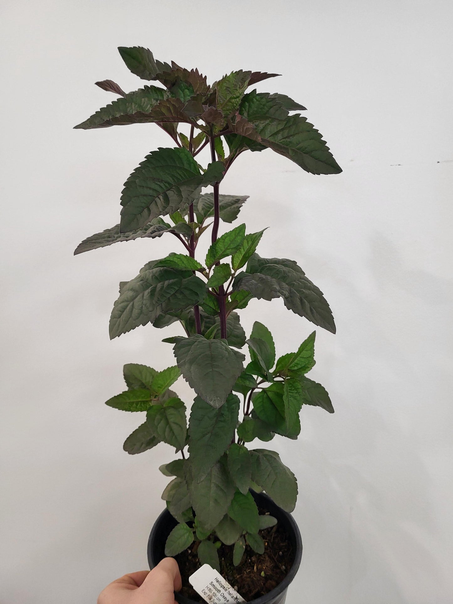 Heliopsis helianthoides 'Bleeding Hearts' - False Sunflower