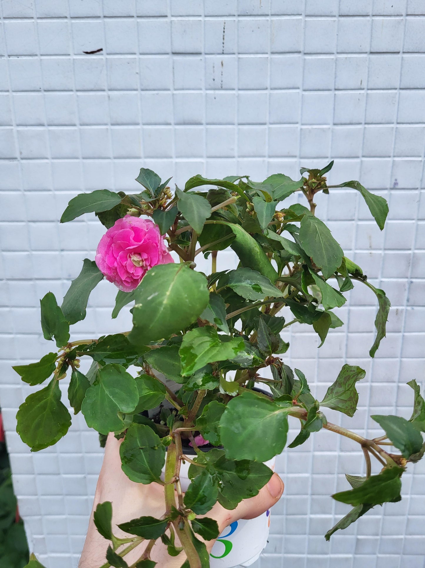 New Guinea Impatiens mixed colors