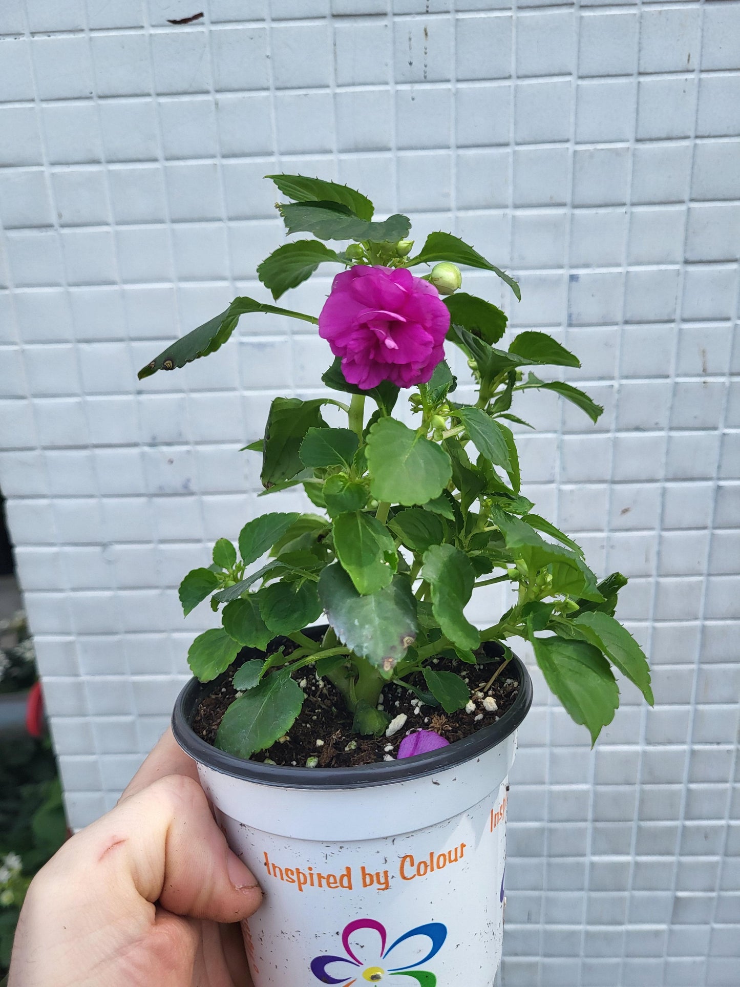 New Guinea Impatiens mixed colors