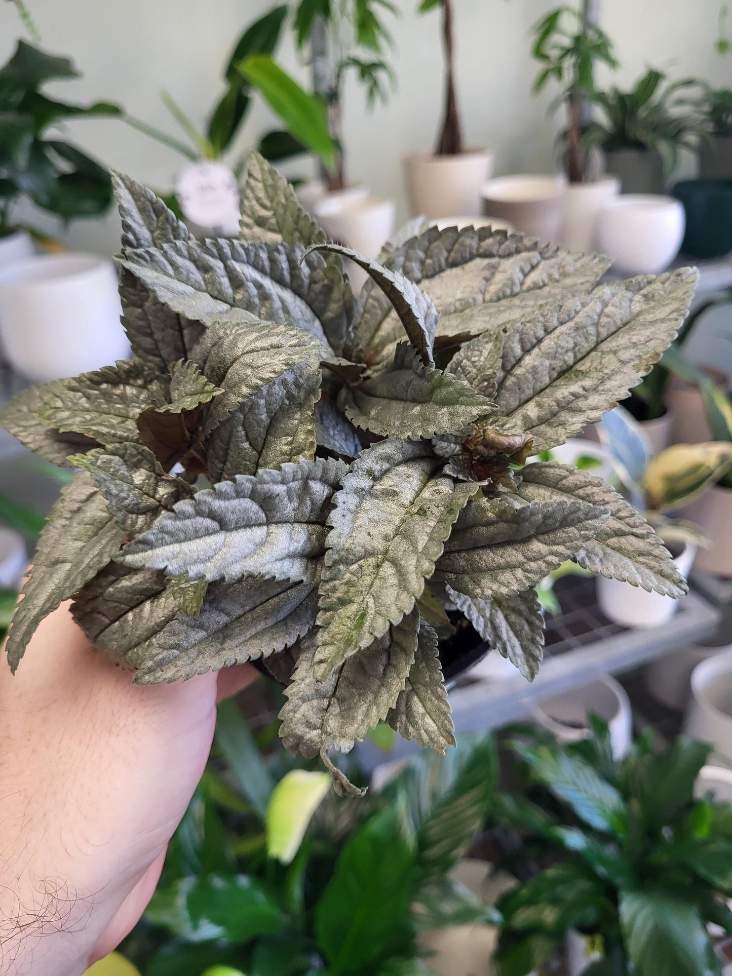 Pilea carderei 'Ellen' - Silver Plated Pilea