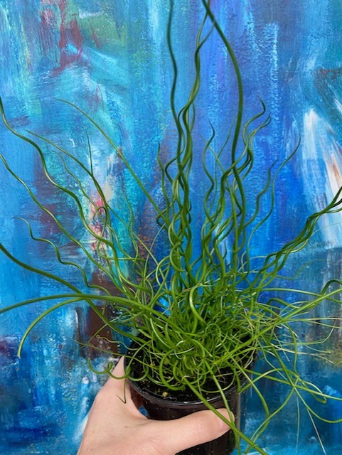 Juncus Twister 4"