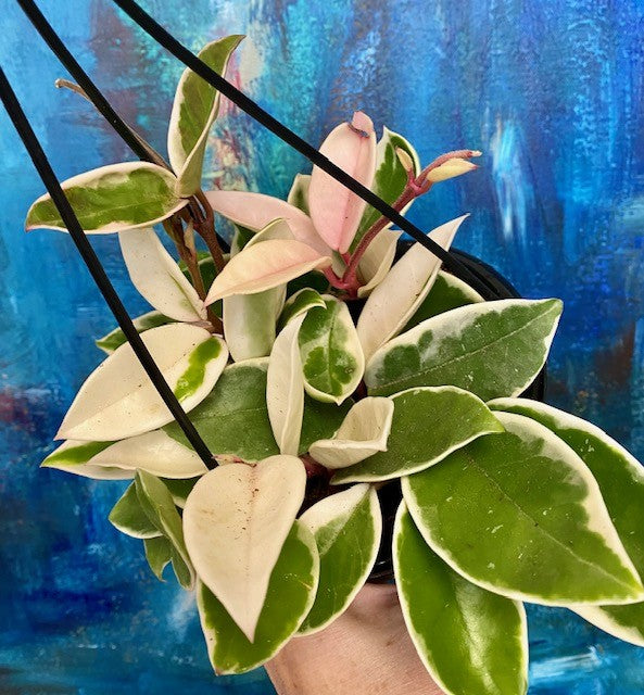 ホヤ hoya caronsa Krimson Queen Hoya carnosa 'Krimson Queen' – Wild Willy's Plants and Flowers
