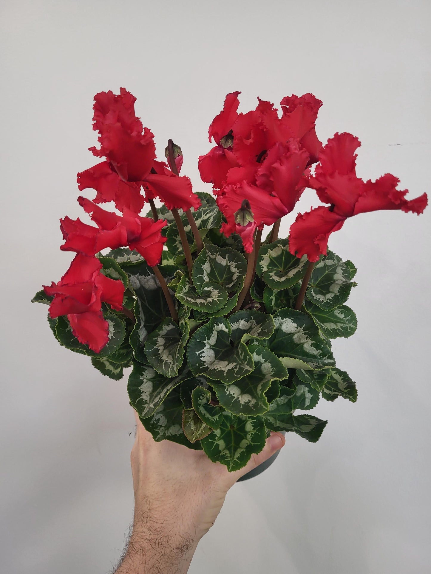 Cyclamen