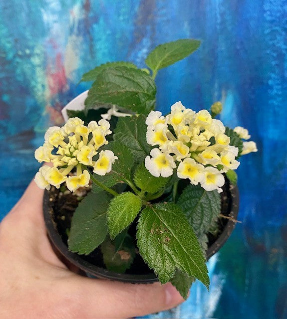 Lantana camara
