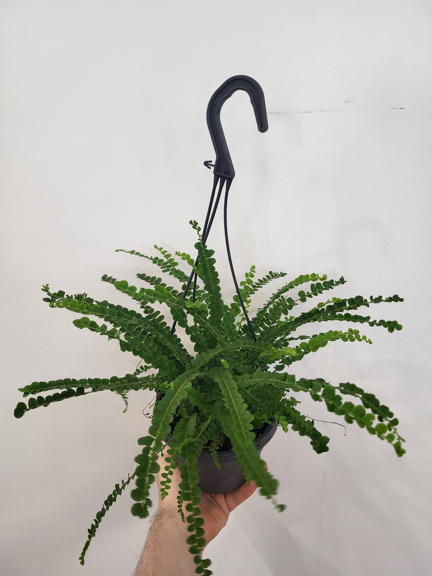 Nephrolepis cordifolia 'Duffii' - Lemon button fern