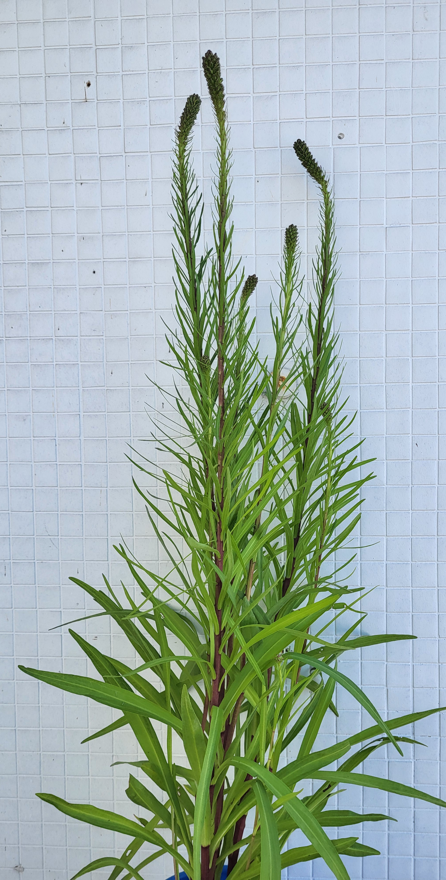 Liatris Spicata 'Kobold Original'