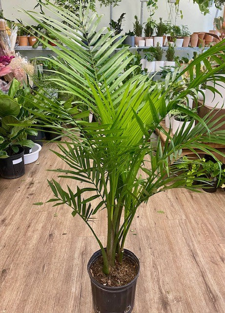 Majesty Palm 9/10"