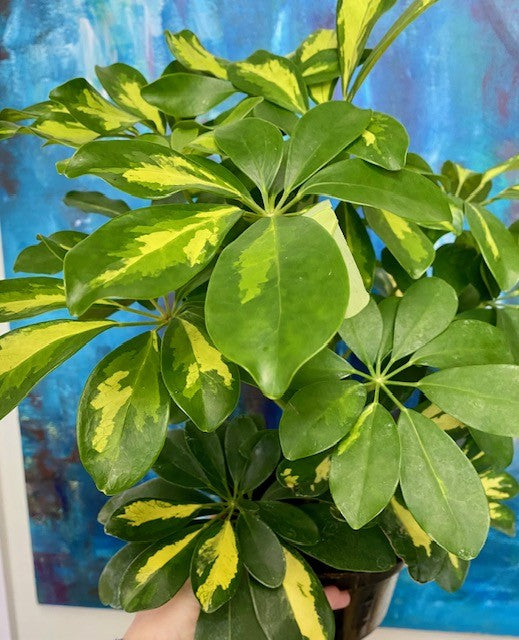 Schefflera Capella Gold