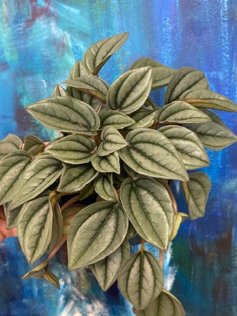 Peperomia Napoli Nights 4"