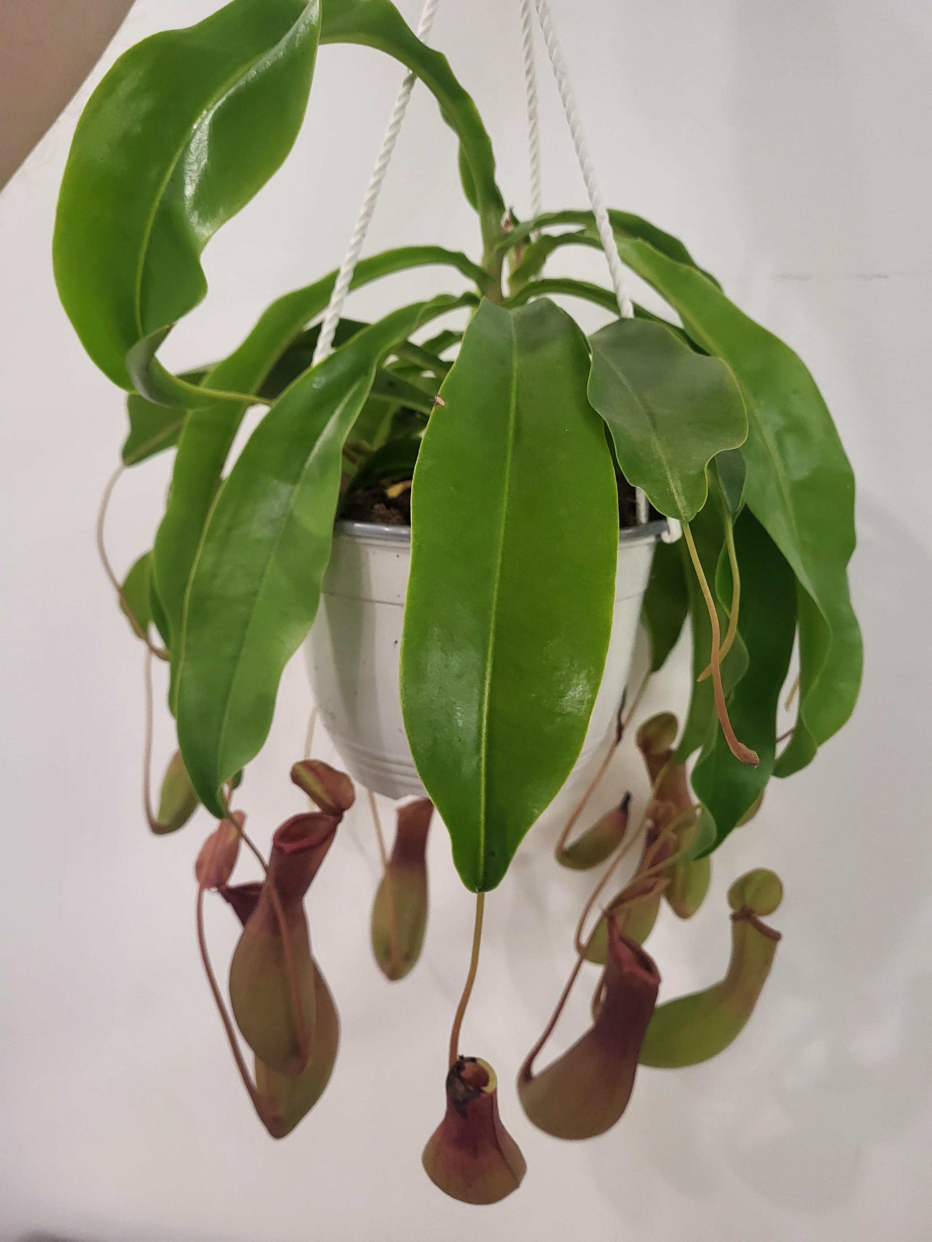hanging pitcher plant Nepenthes alata