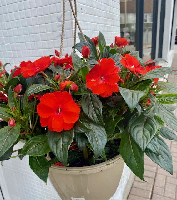 New Guinea Impatiens mixed colors