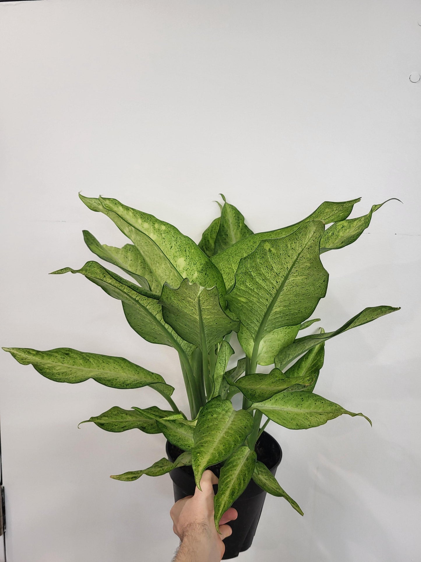 Dieffenbachia 'Camouflage'