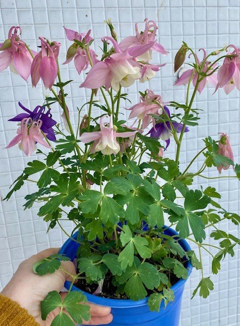 Origami mix Columbine (Aquilegia x caerulea)