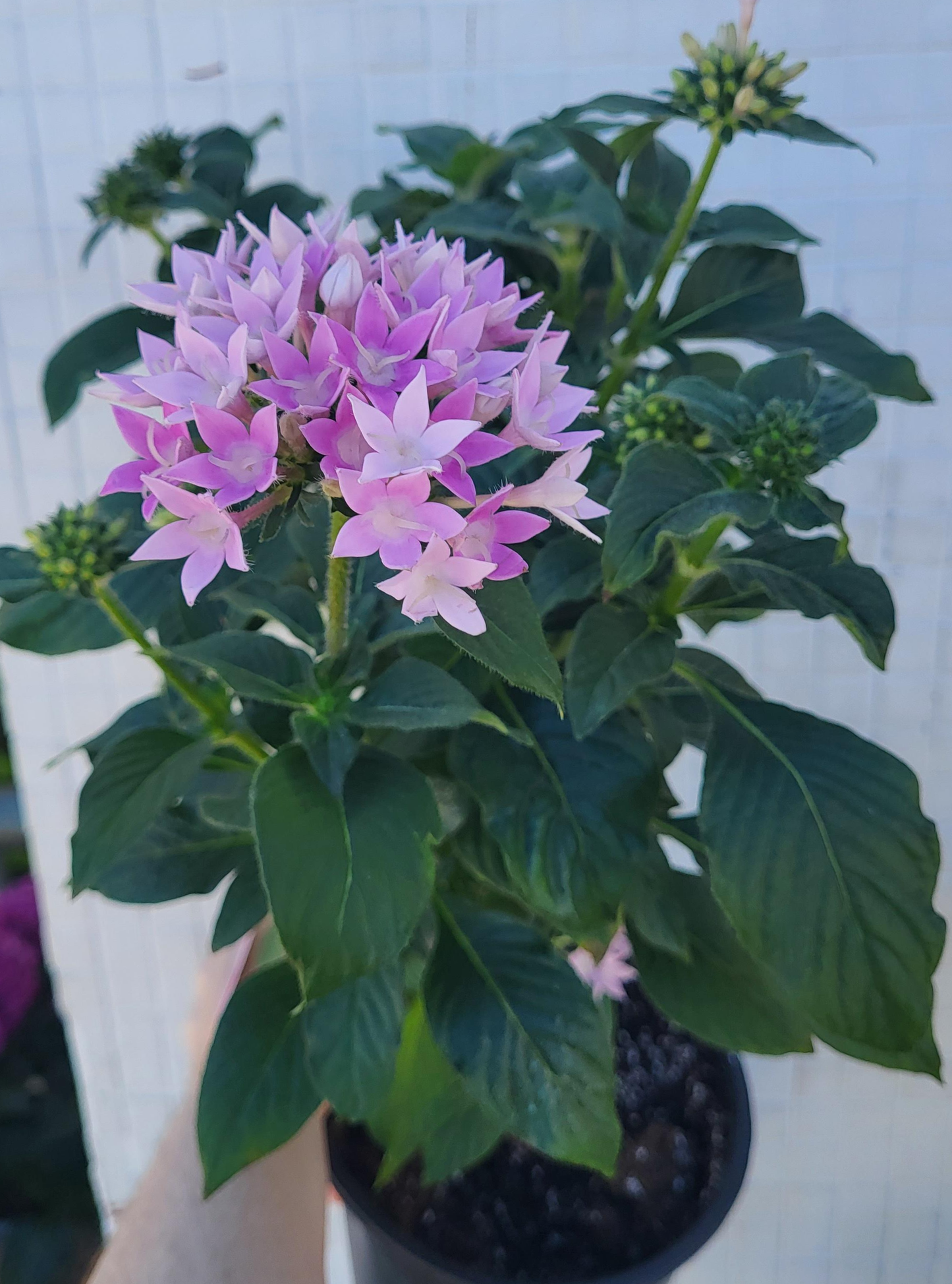 Pentas