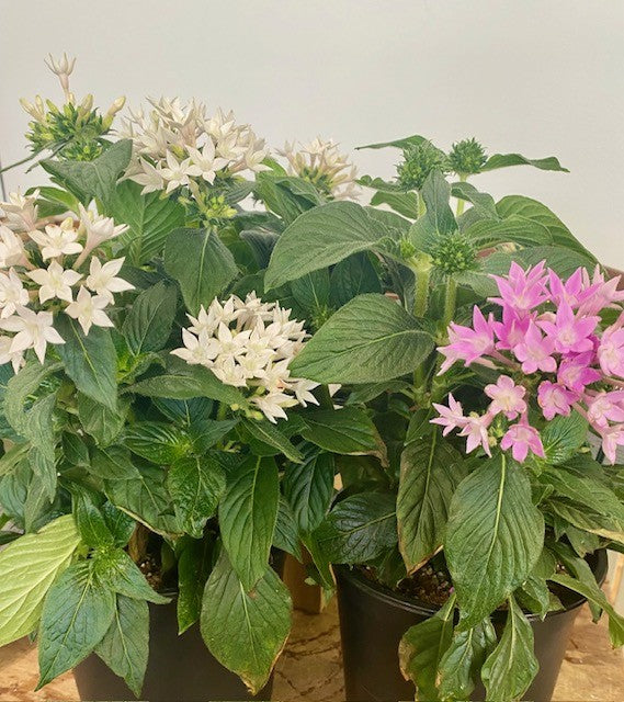 Pentas