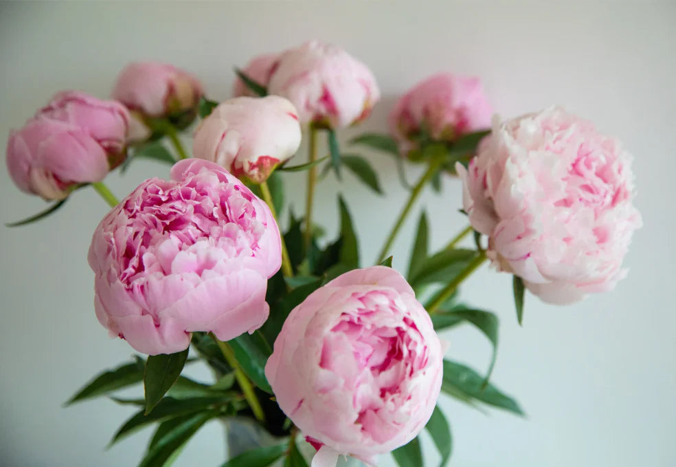Peonies Bouquet