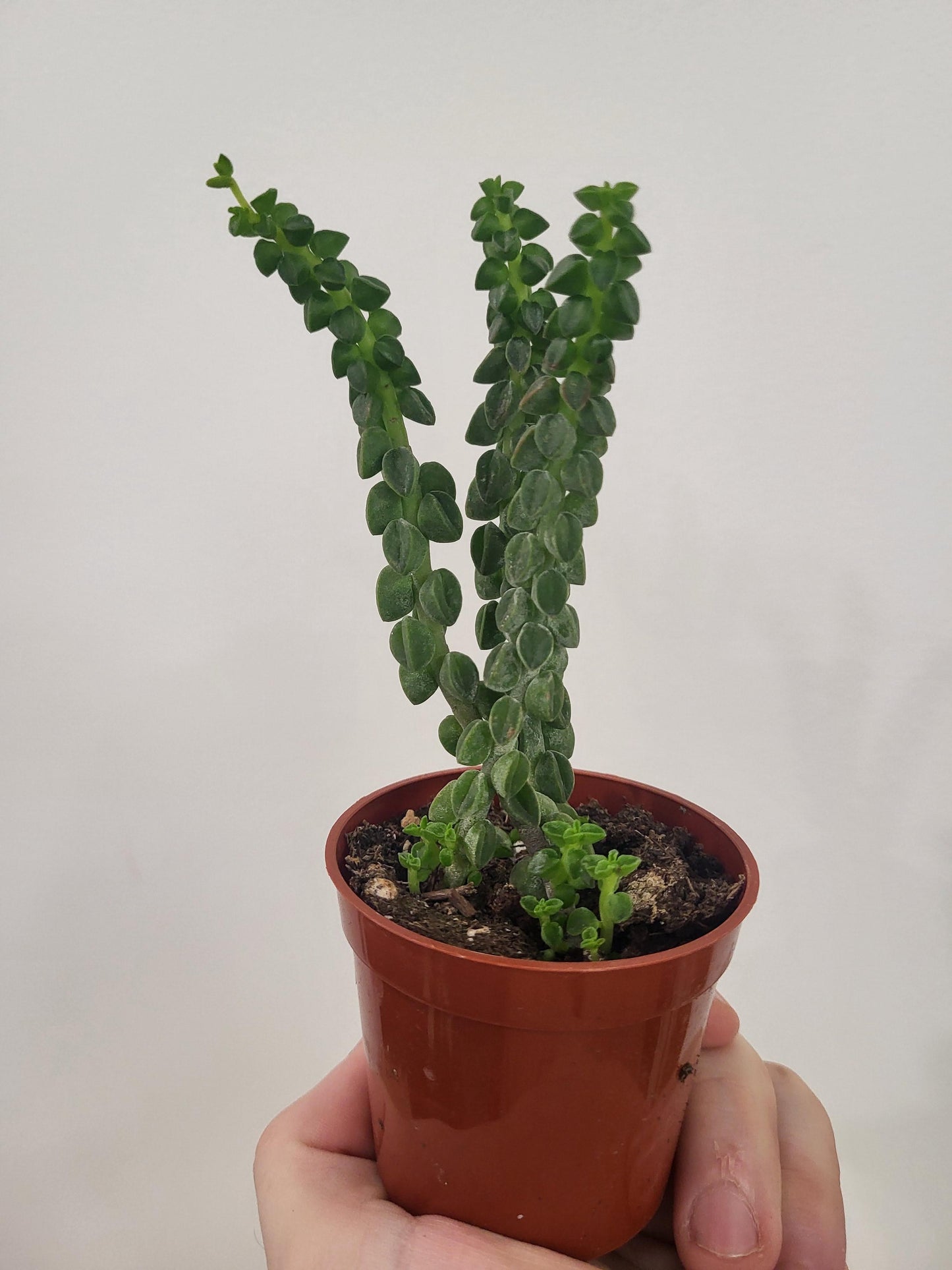 Peperomia columella