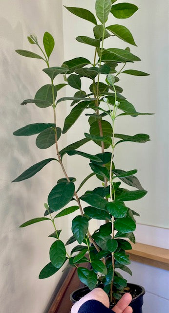 Feijoa Sellowiana- Pineapple Guava