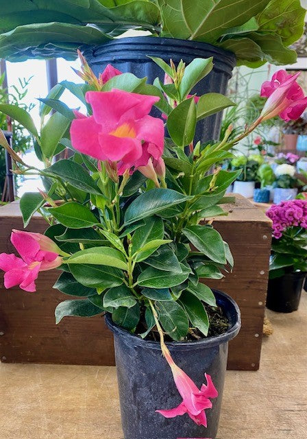 Dipladenia-Mandeville