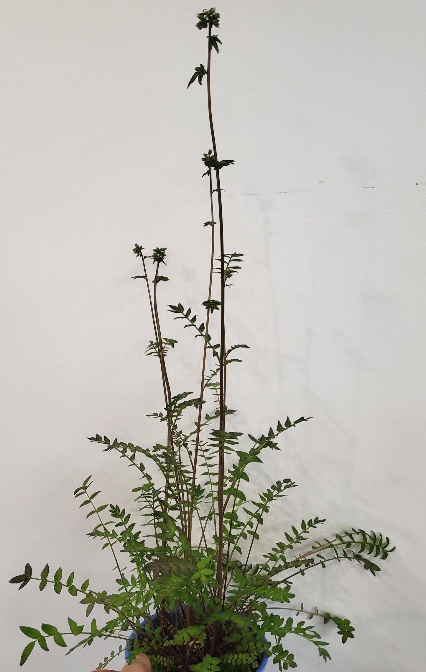 Polemonium yezoense 'Purple Rain' - Purple Rain Jacon's Ladder