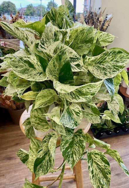 Pothos Snow Queen 8" Hanging Basket