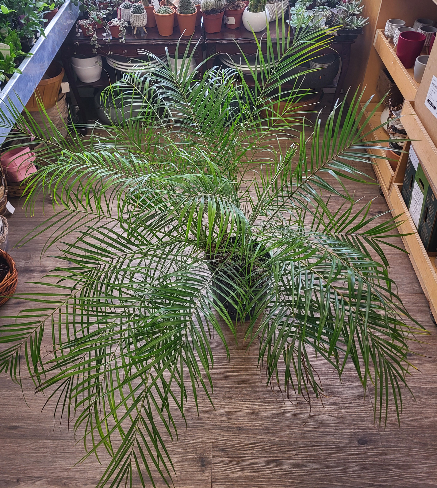Phoenix roebelenii - Pygmy Date Palm