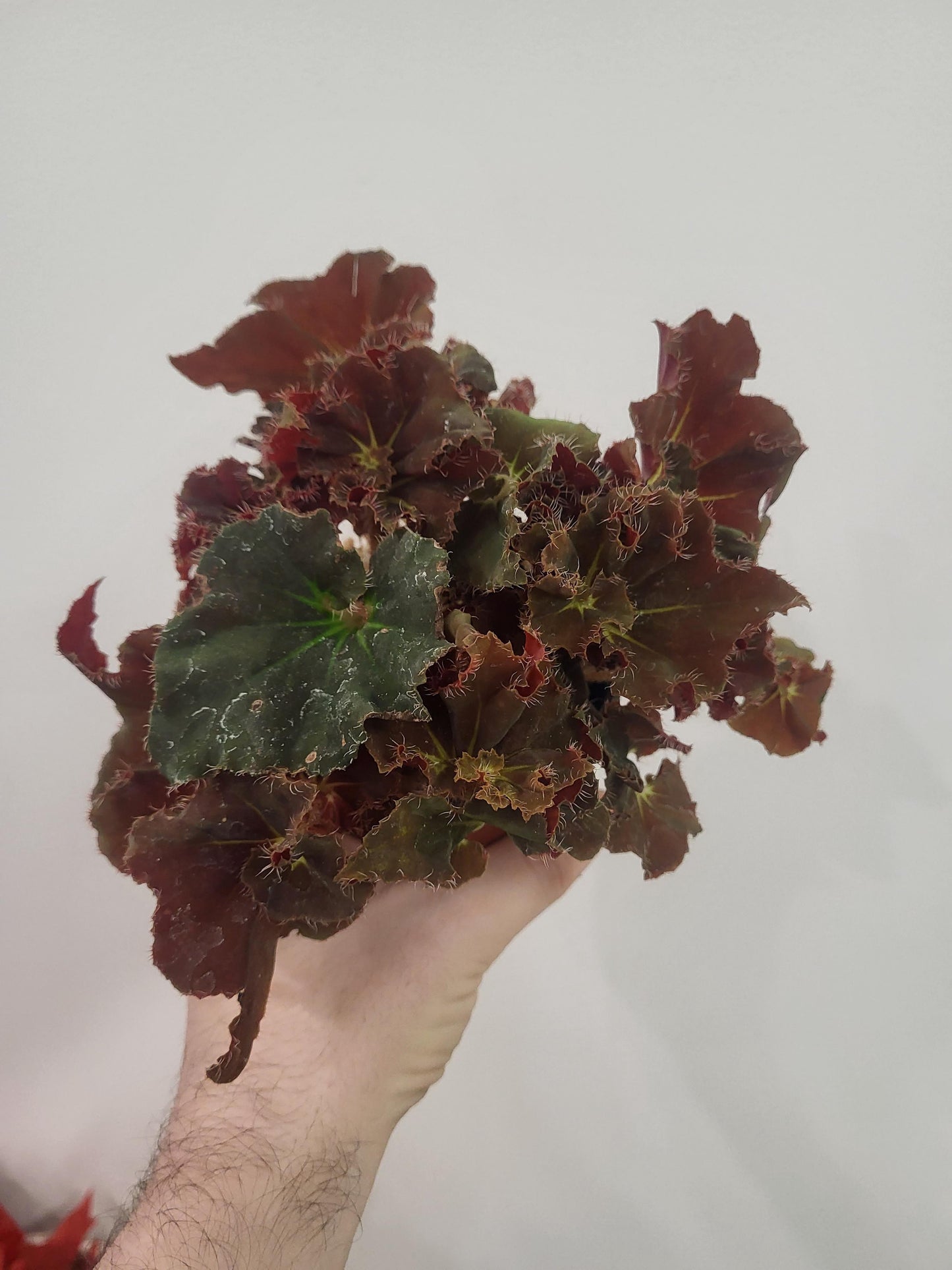 Begonia rex ‘Madame Queen’