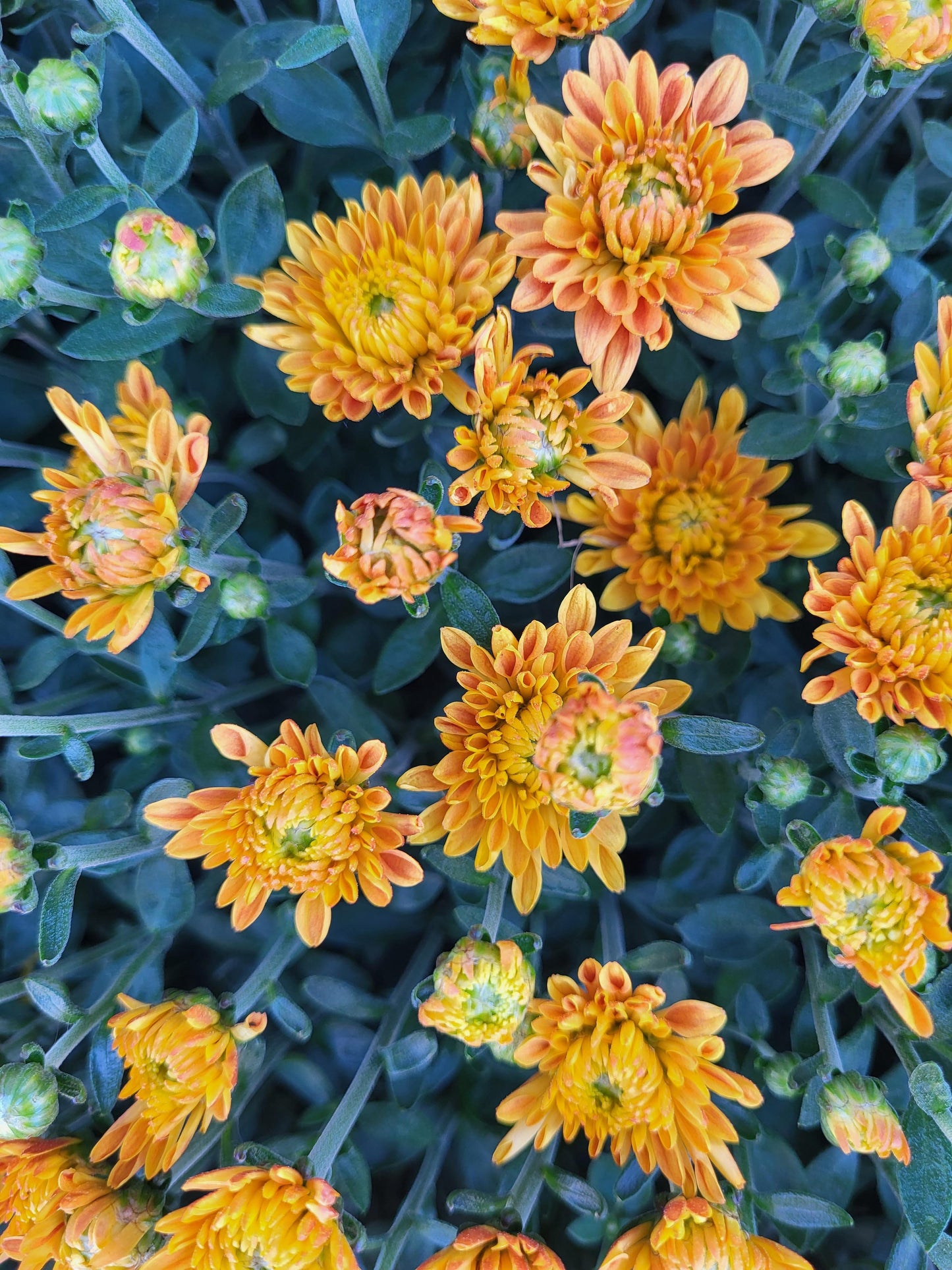 12" Potted Chrysanthemum - Annual Fall Mums