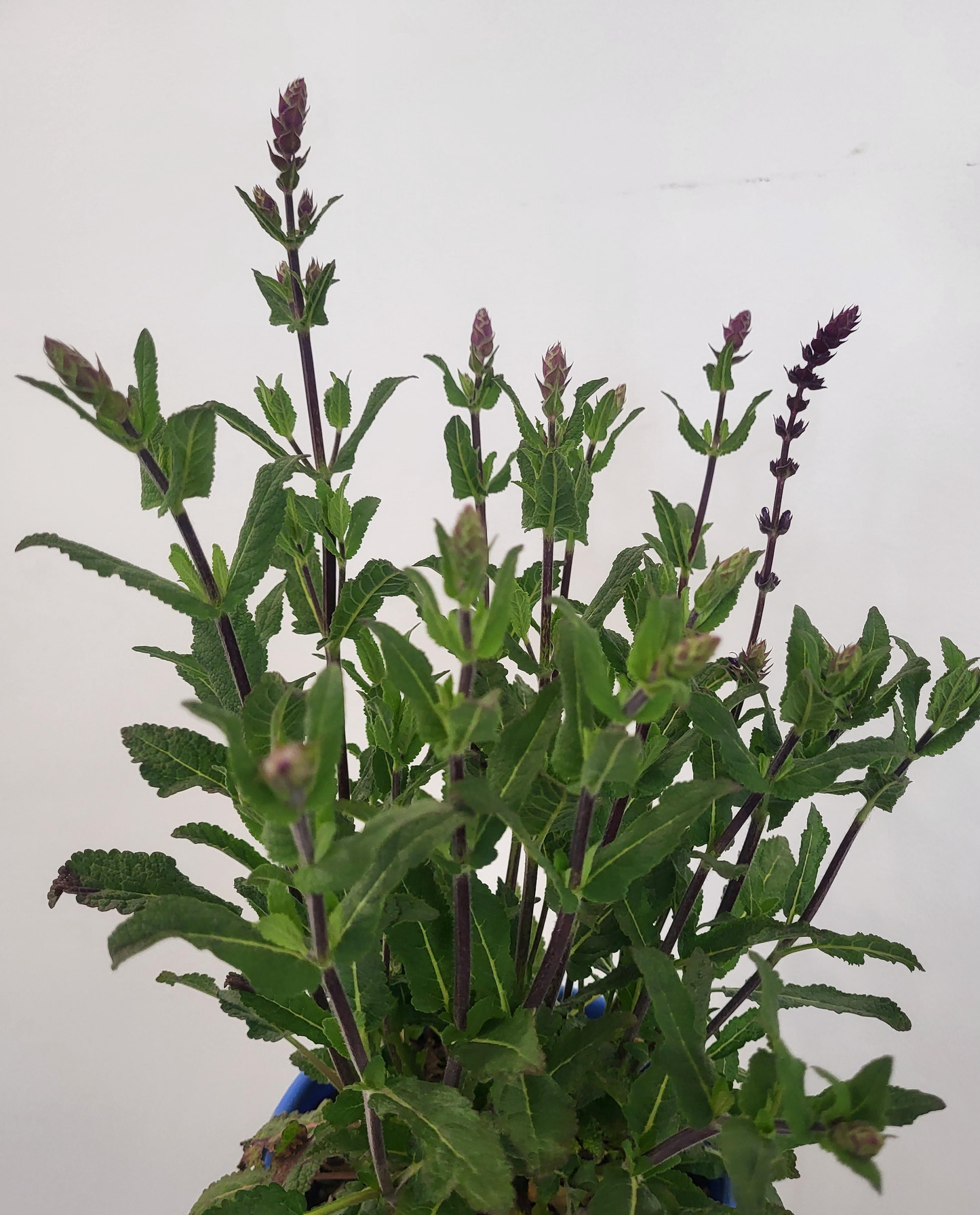 Salvia nemorosa 'Caradonna' - Garden Sage