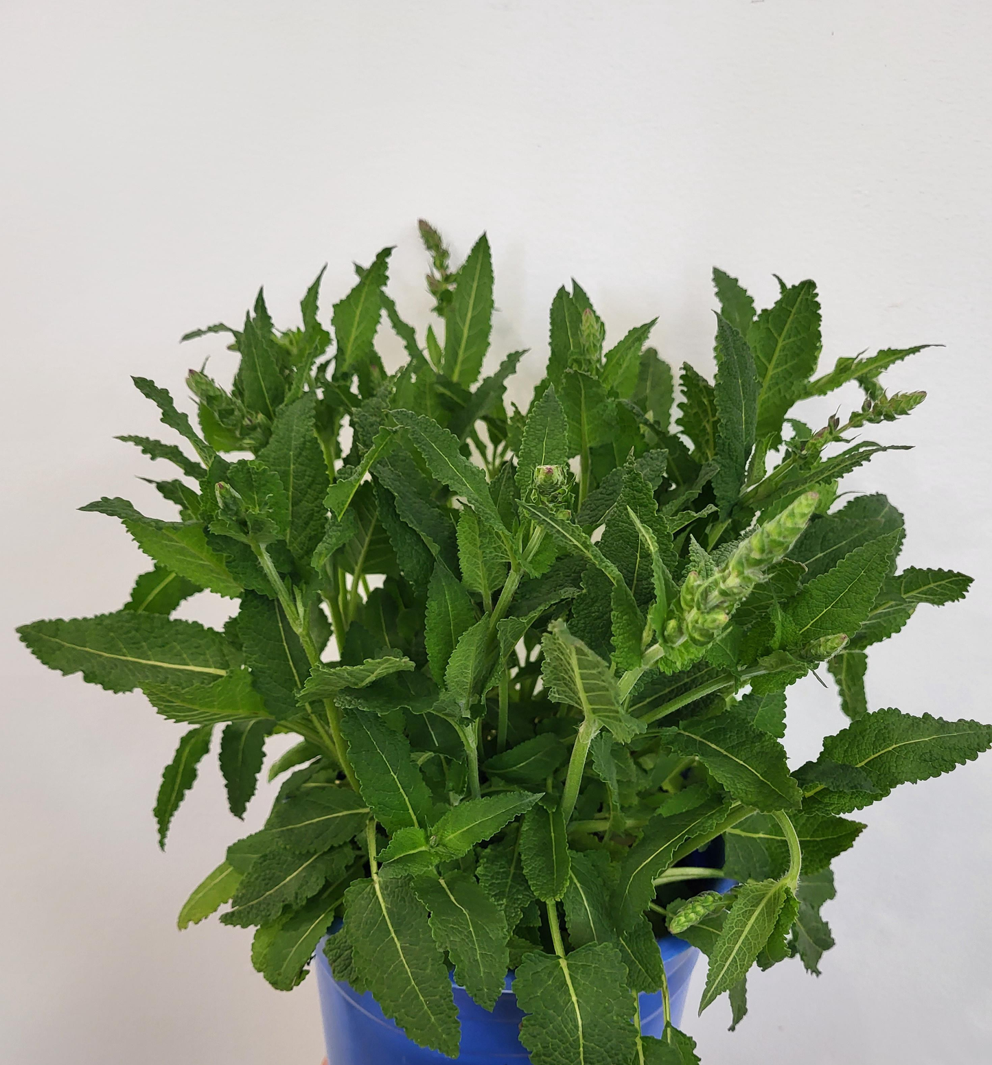 Salvia nemorosa 'Bumbleberry'