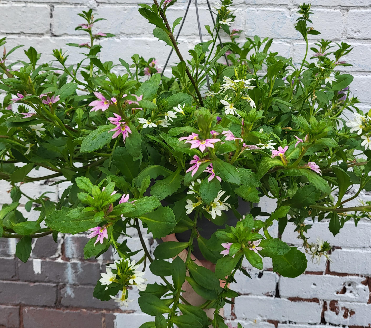 Scaevola - Fan Flower