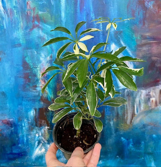 Schefflera Moon Drop