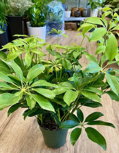 schefflera arboricola mini green Schefflera Arboricola – Wild Willy's Plants and Flowers