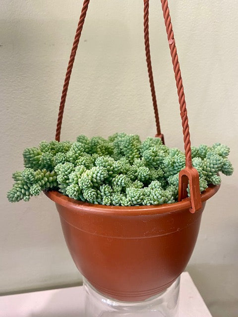 Sedum Blue 4.5" Hanging Basket