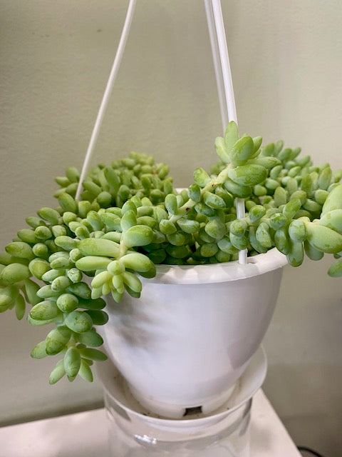 Sedum Burrito 4.5"