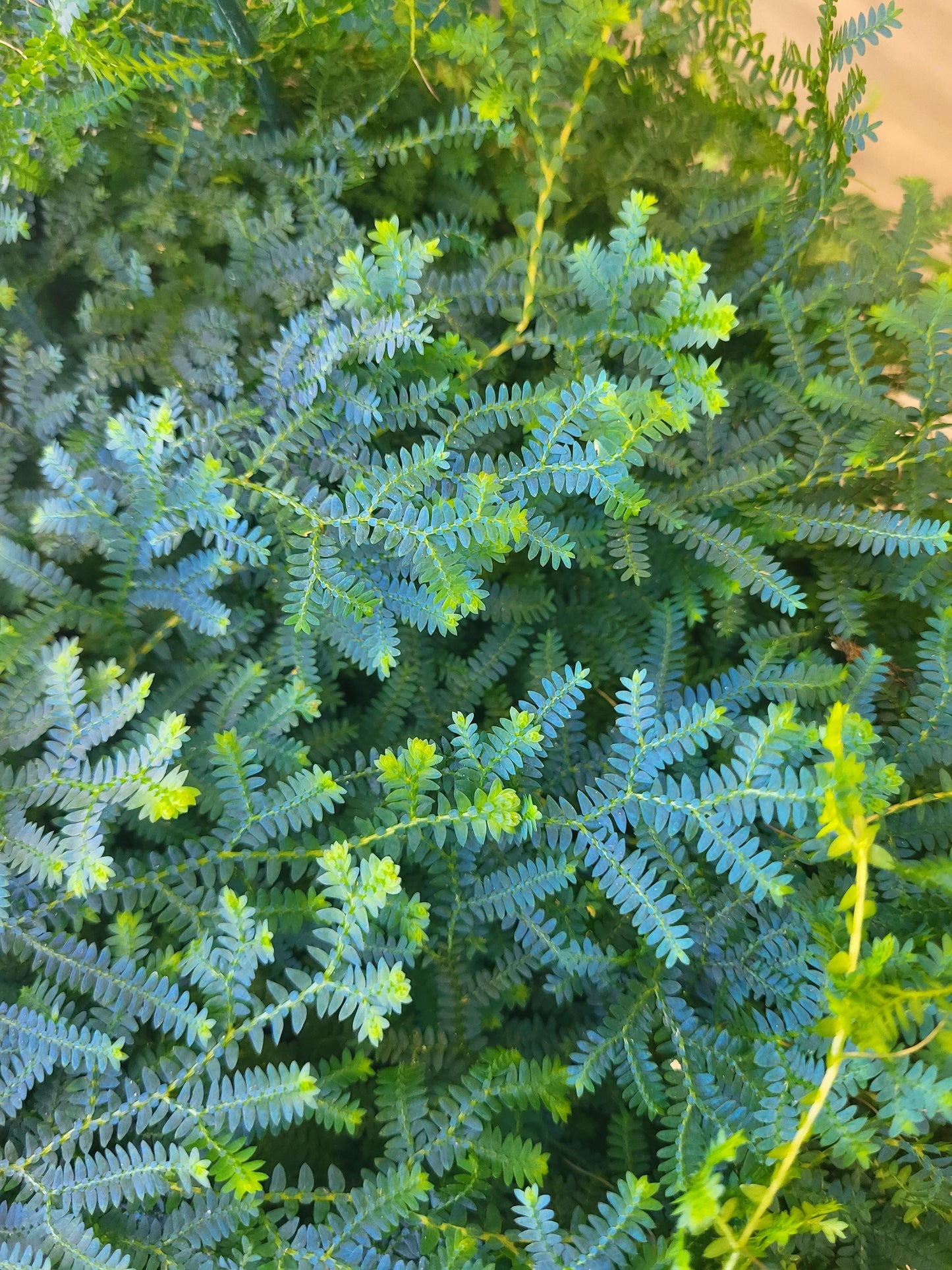 Selaginella uncinata - Rainbow Moss