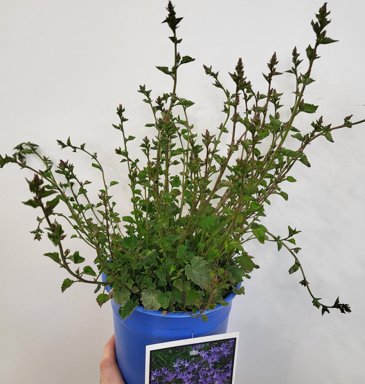 Campanula poscharskyana 'Blue Waterfall' - Blue Waterfall Serbian Bellflower