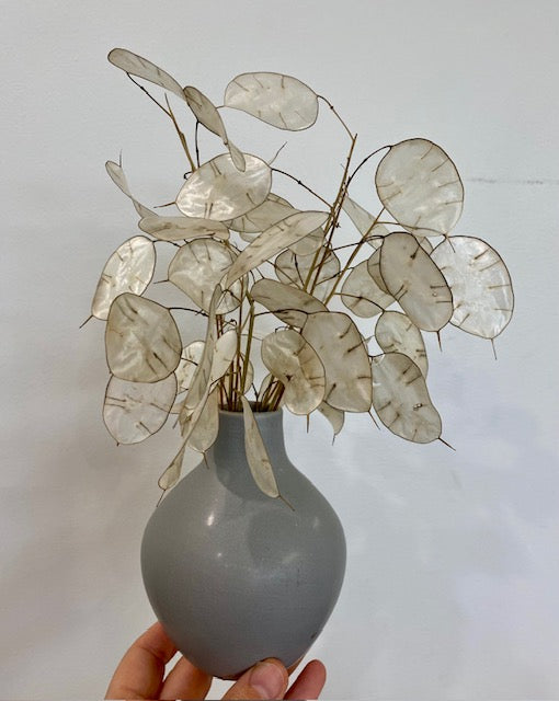 Dried Silver Dollar in a Grey Vase