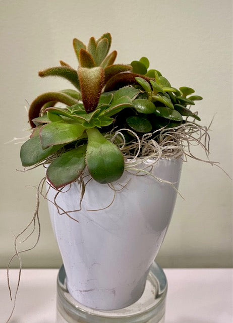 Small Succulent Planter