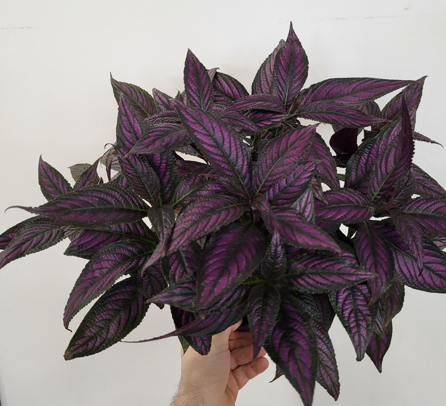 Strobilanthes dyerianus - Persian Shield