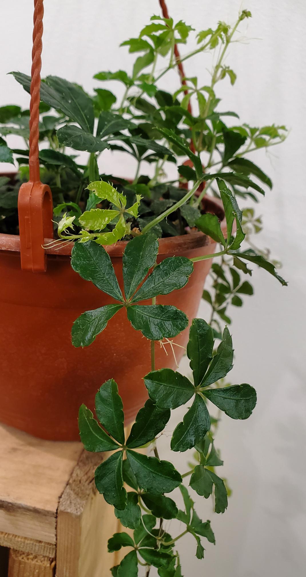 Cissus Striata " Sugar Vine