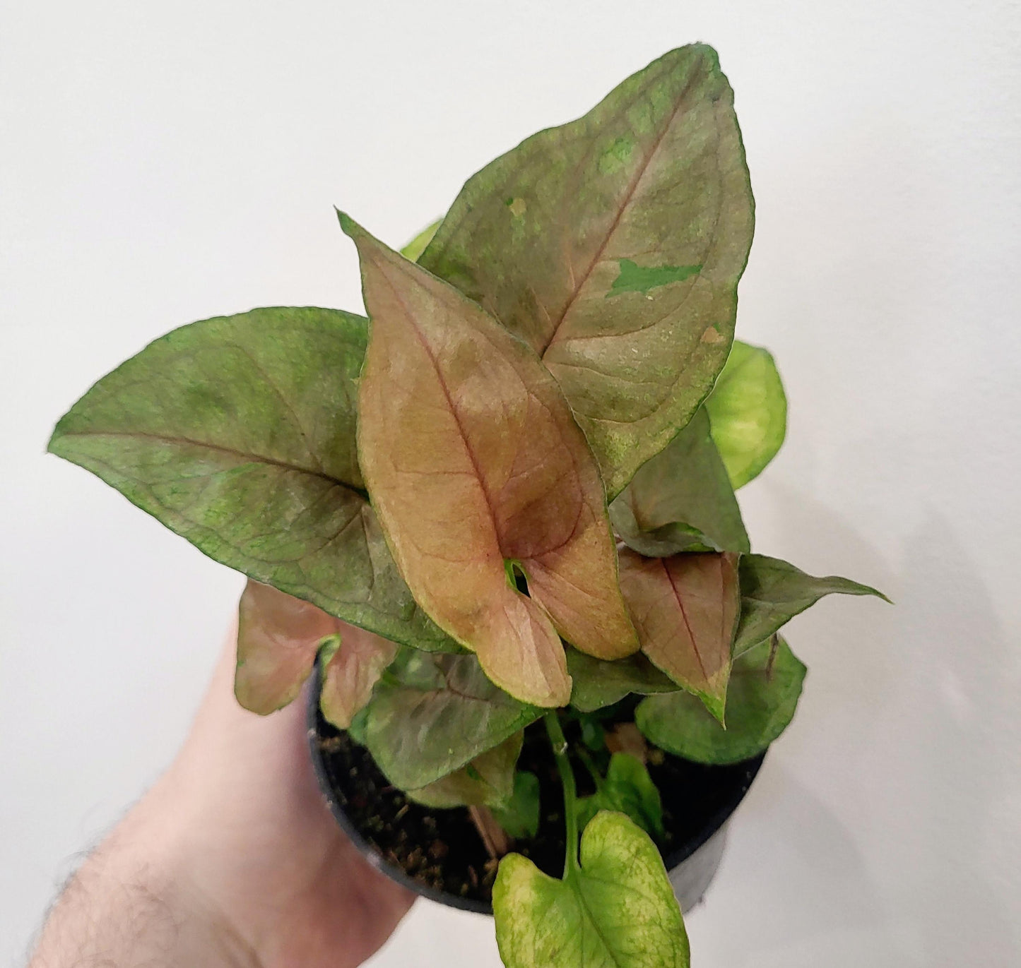 Syngonium 'Candy Berry' - Arrowhead Plant