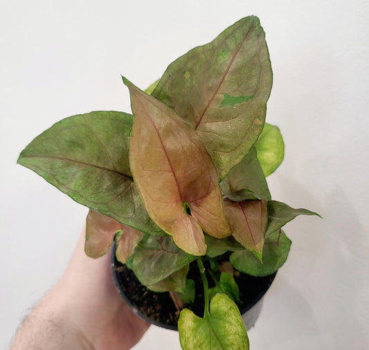 Syngonium 'Candy Berry' - Arrowhead Plant